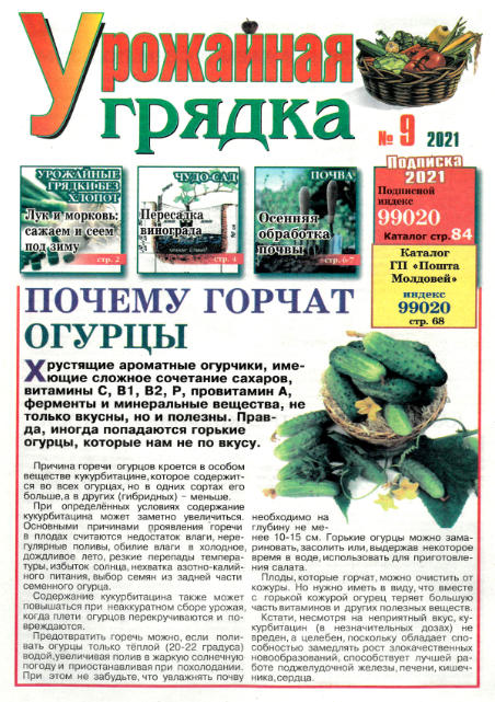 Урожайная грядка №9, сентябрь 2021