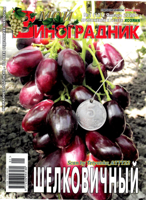 Мой виноградник №1, январь 2022