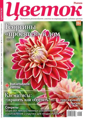 Цветок №18, сентябрь 2019